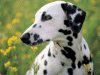 Captcha image 2648