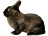 Captcha image 8864
